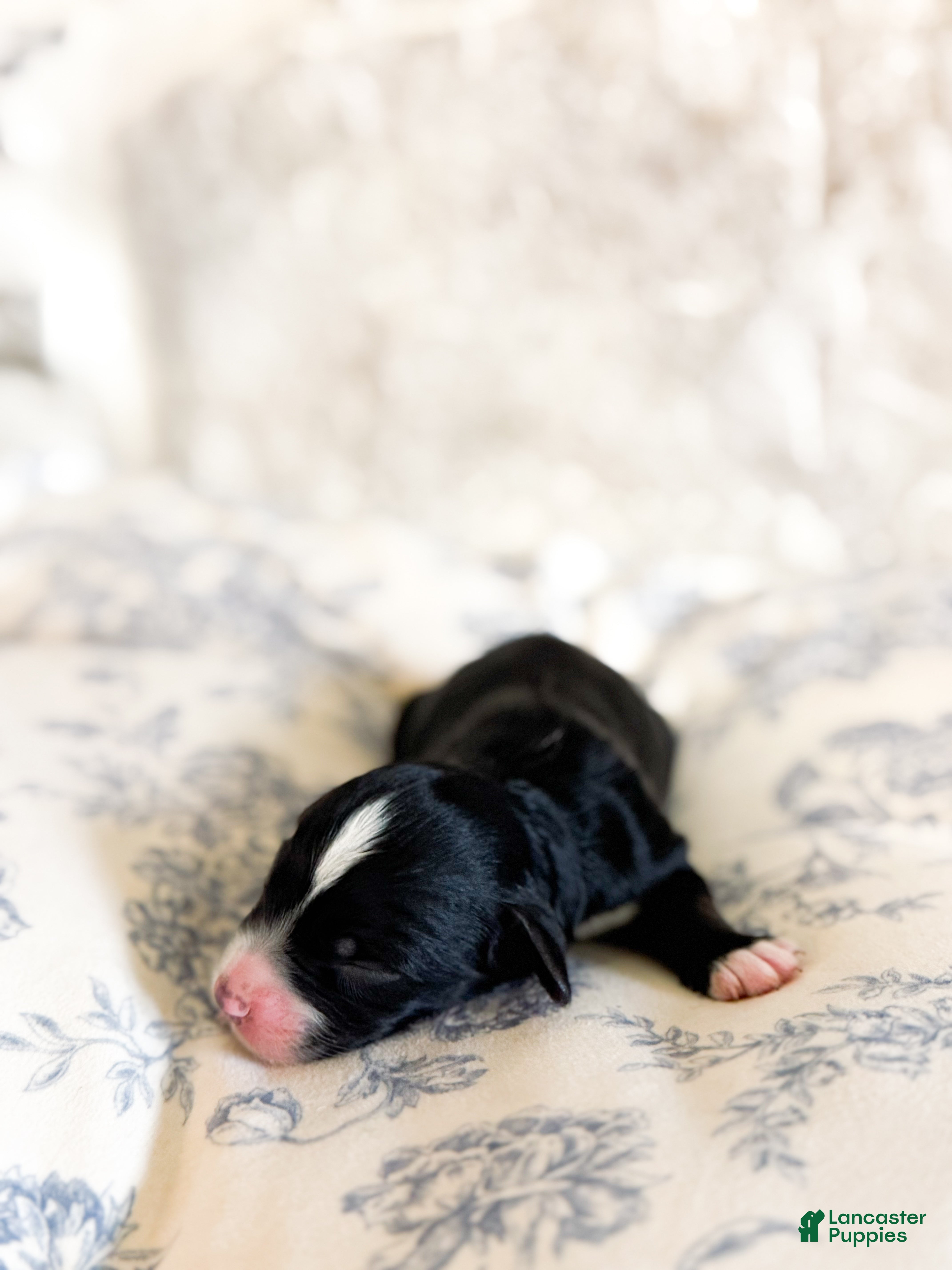 Walter, Doodle / designer cross