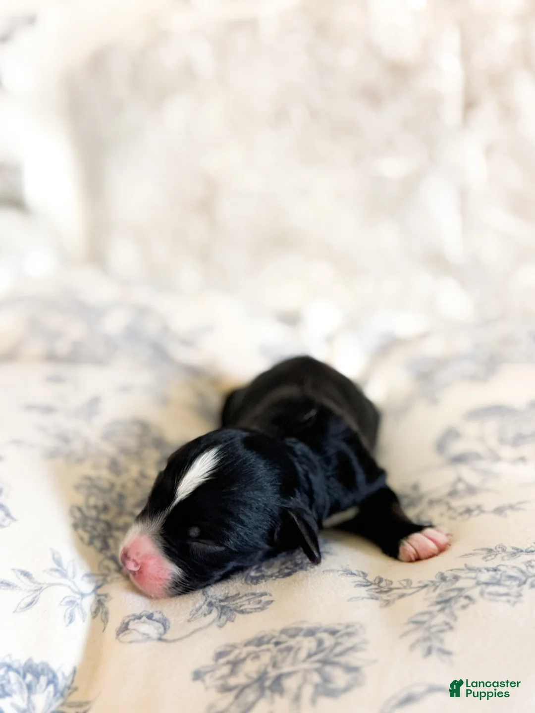 Mini Bernedoodle dogs for sale: Walter  - Ad 2