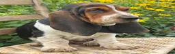 Basset Hound dogs for sale: Walter - Ad 19