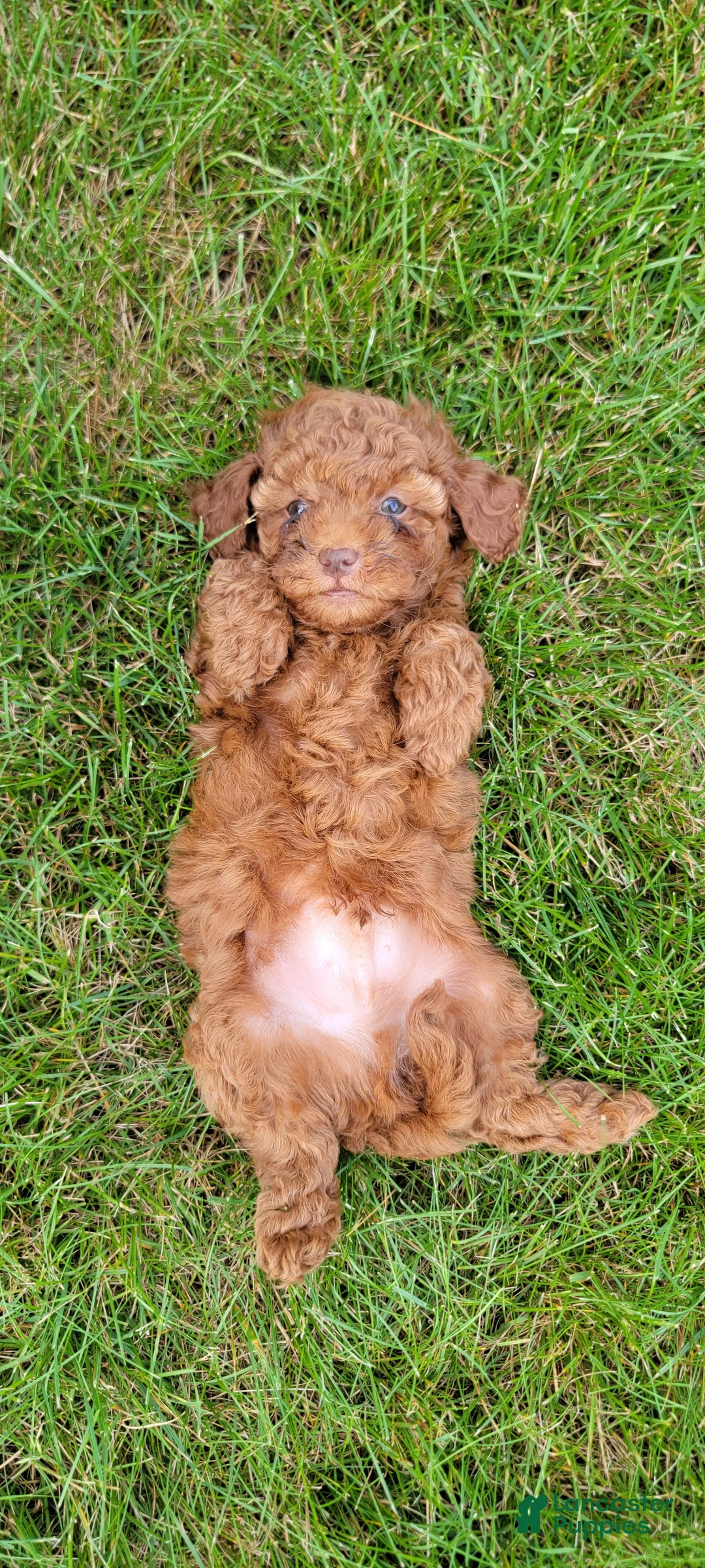 Cockapoo dogs for sale: Rambo - Ad 16