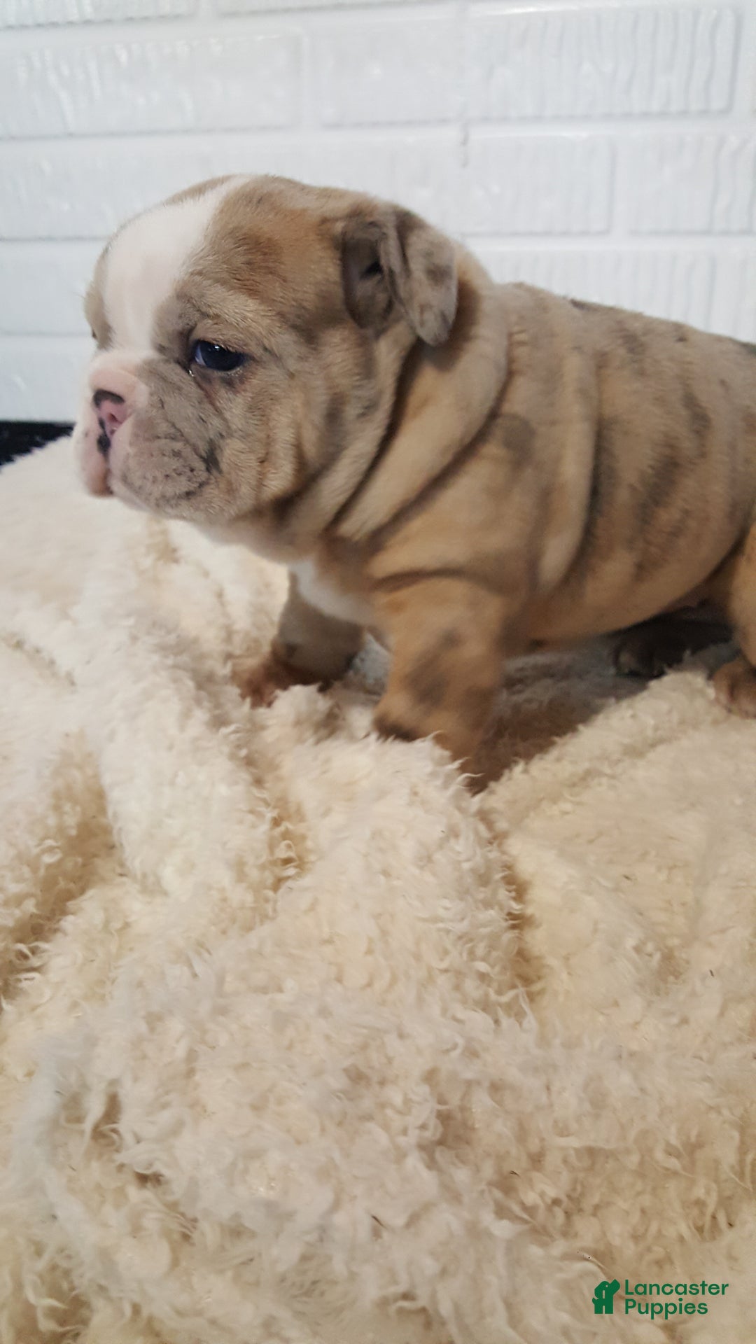 English Bulldog dogs for sale: Anja - Ad 10