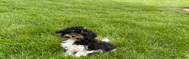 Maltipoo/Havanese boy 1