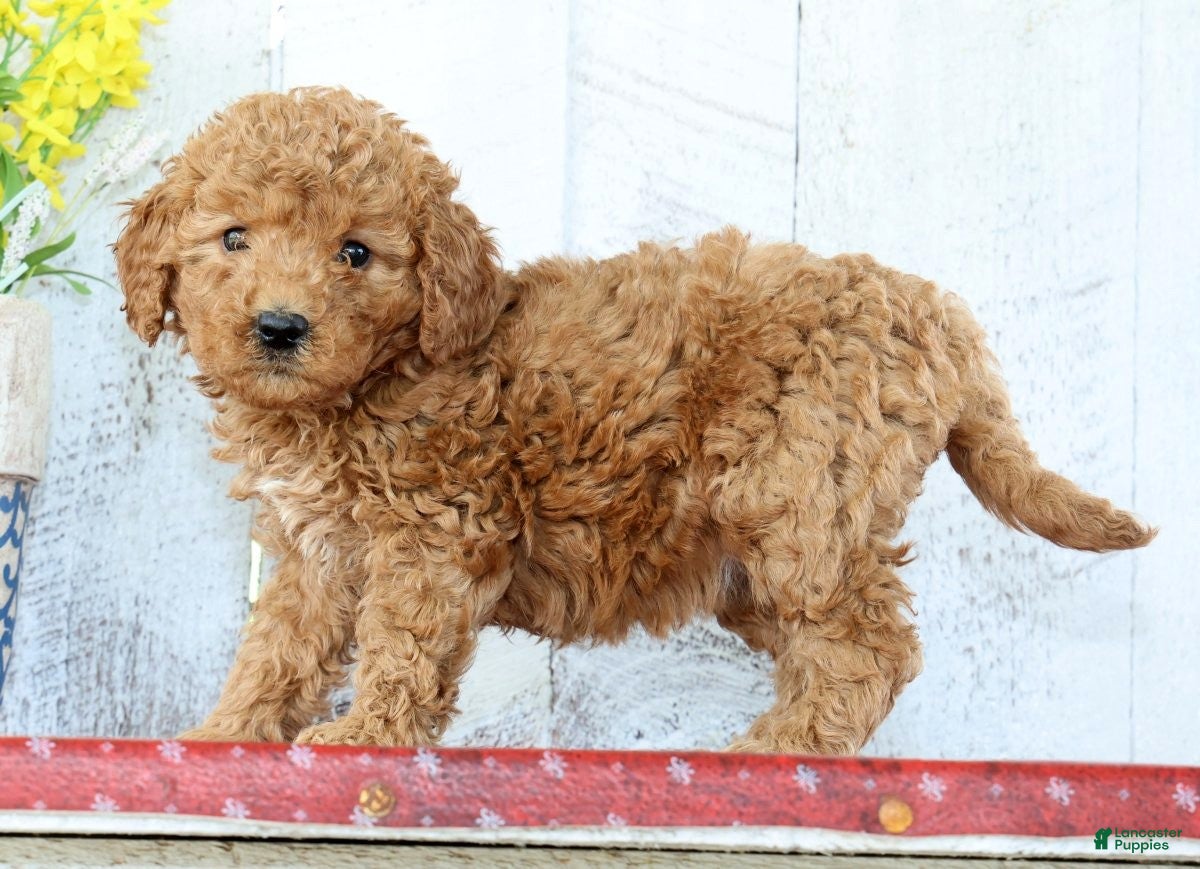 Mini Goldendoodle dogs Kelsey - Ad 2