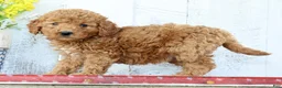 Mini Goldendoodle dogs for sale: Kelsey - Ad 2
