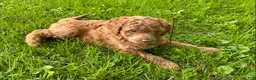 Standard Poodle dogs for sale: Standard Poodle 3 - Ad 7