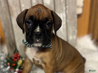 Boxer dogs Baxter - Ad 30