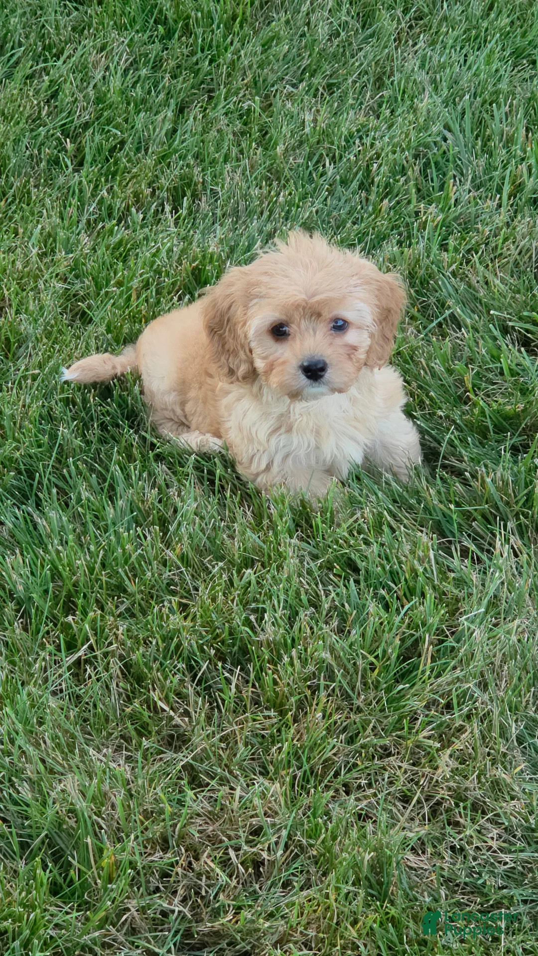 Cavapoo dogs for sale: Charlie - Ad 1