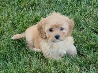 Cavapoo dogs Charlie - Ad 4