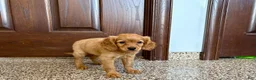 Mixed Breed dogs for sale: Cavapoo/Cockapoo female 1 - Ad 4