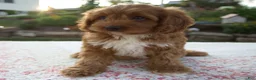 Cavapoo dogs for sale: Talia - Ad 6