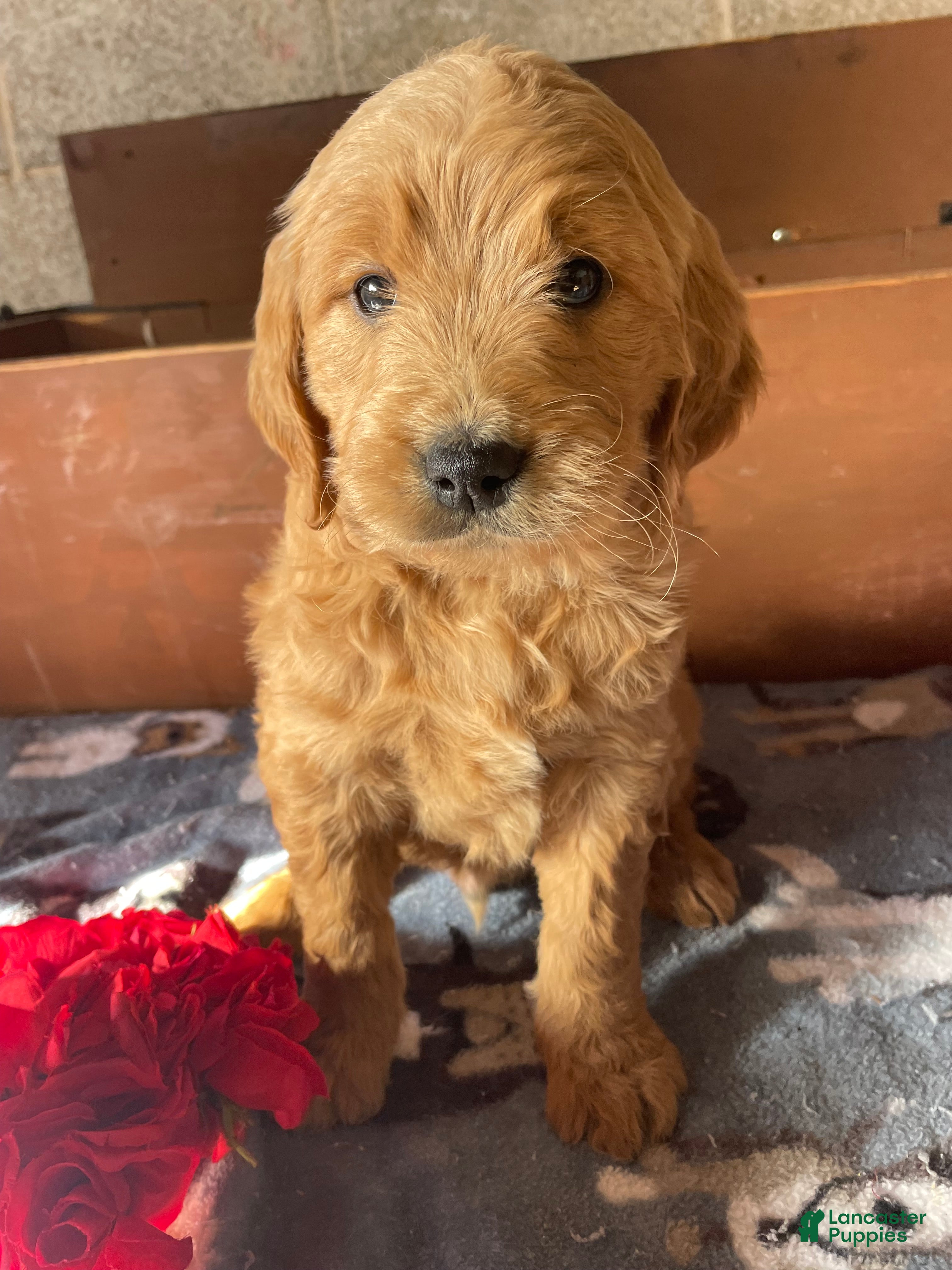 Mini Goldendoodle dogs Wrigley - Ad 27