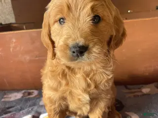 Mini Goldendoodle dogs Wrigley - Ad 38