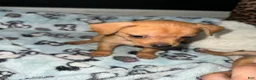 Mixed Breed dogs for sale: Bear - Ad 2