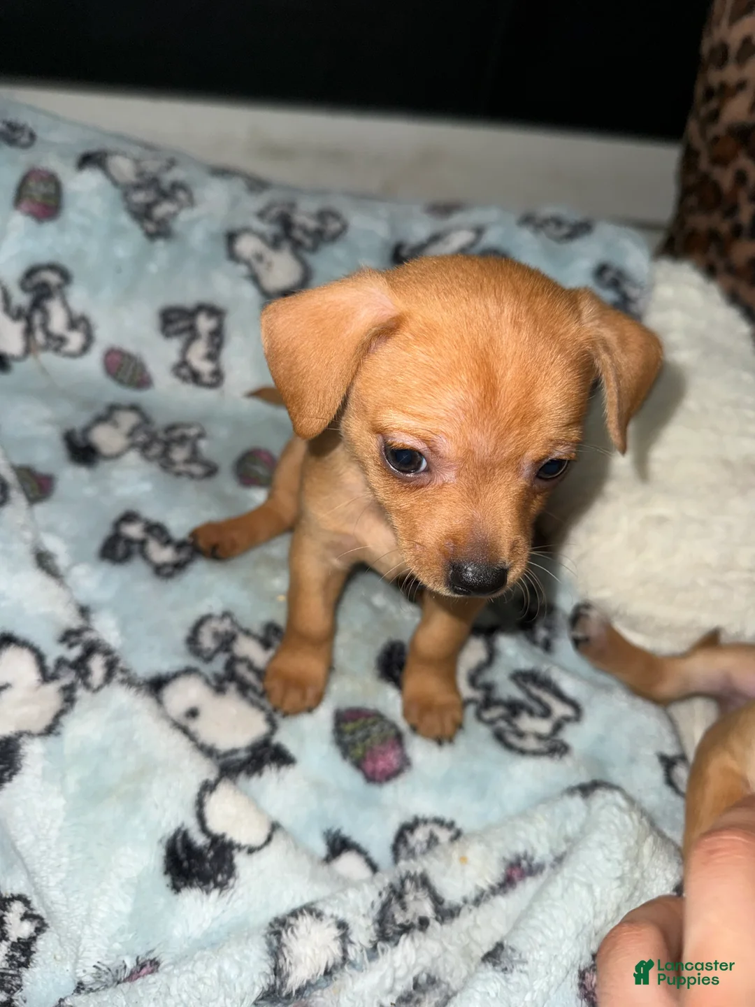 Mixed Breed dogs for sale: Bear - Ad 2