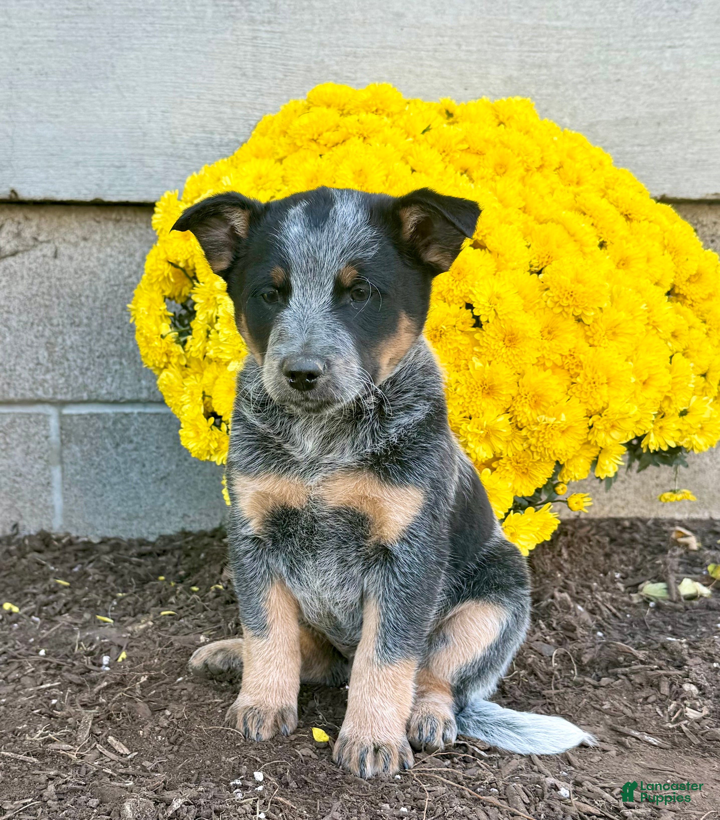 Australian Cattle Dog dogs for sale: Dakota  - Ad 2