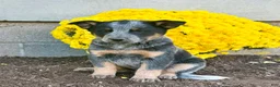 Australian Cattle Dog dogs for sale: Dakota  - Ad 2