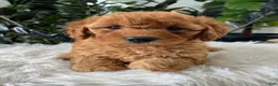 Mini Goldendoodle dogs for sale: Baya - Ad 5