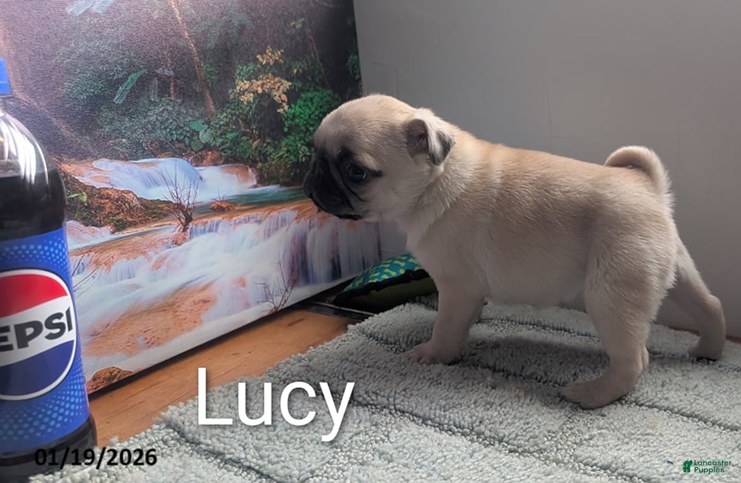 Pug dogs for sale: Little Lucy - Ad 5