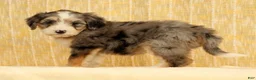 Mini Bernedoodle dogs for sale: Remi - Ad 6