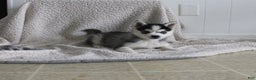 Pomsky dogs for sale: Tiny Tot - Ad 2