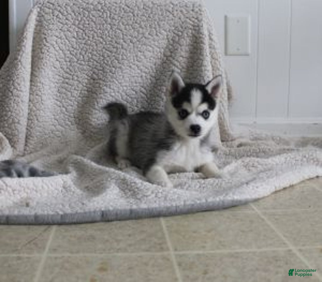Pomsky dogs for sale: Tiny Tot - Ad 2