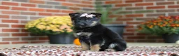 German Shepherd dogs for sale: Molly - Ad 3