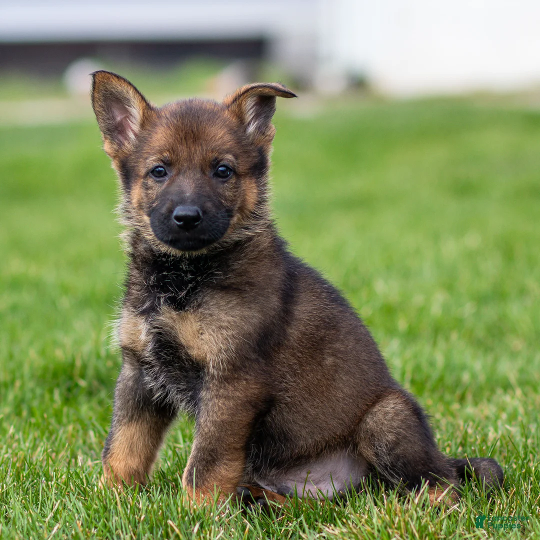 German Shepherd dogs for sale: Sammy German Shepherd Puppy  - Ad 2