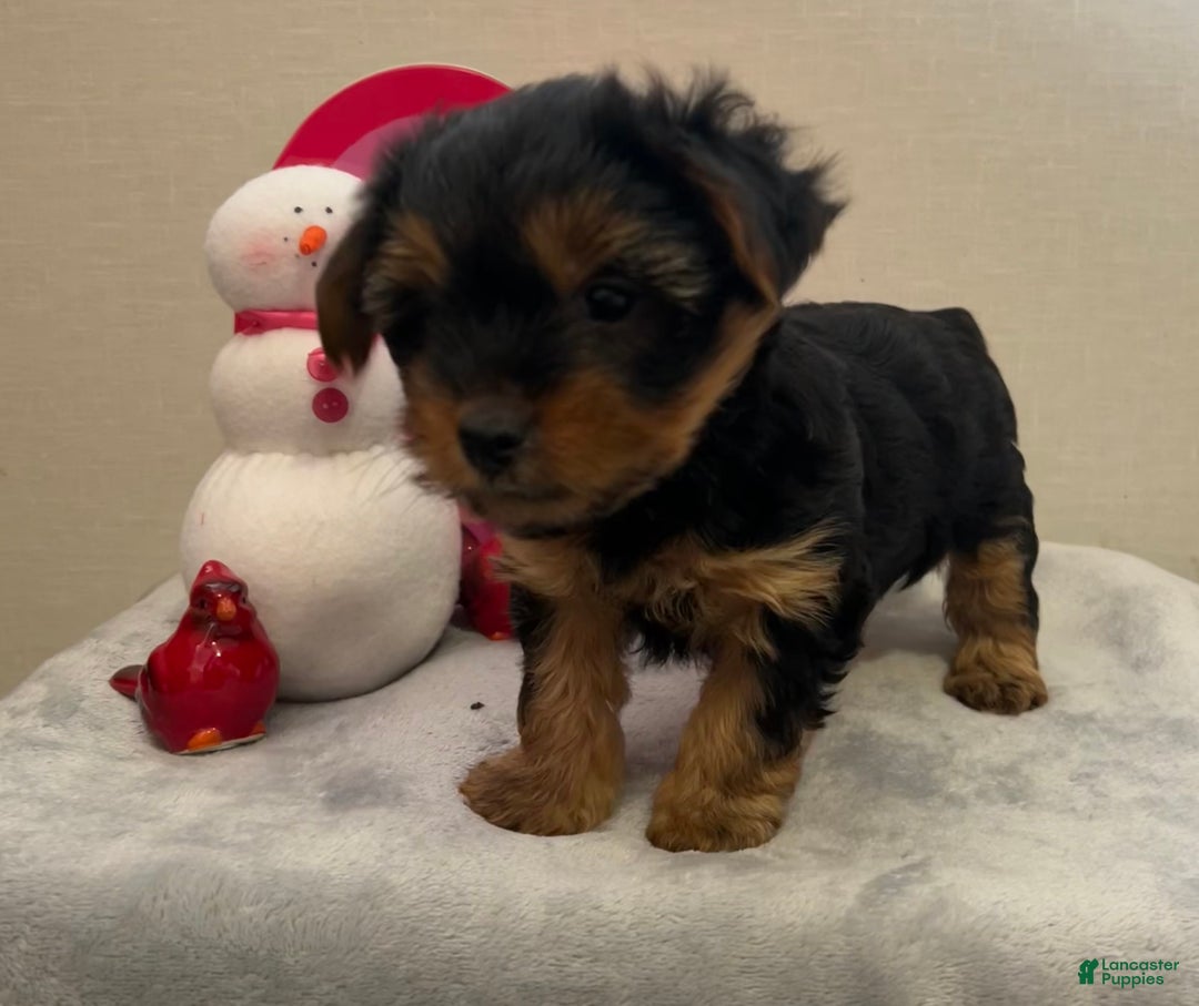 Yorkshire Terrier dogs for sale: Lilly - Ad 4