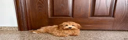 Havapoo dogs for sale: Havapoo Puppy 3 - Ad 4