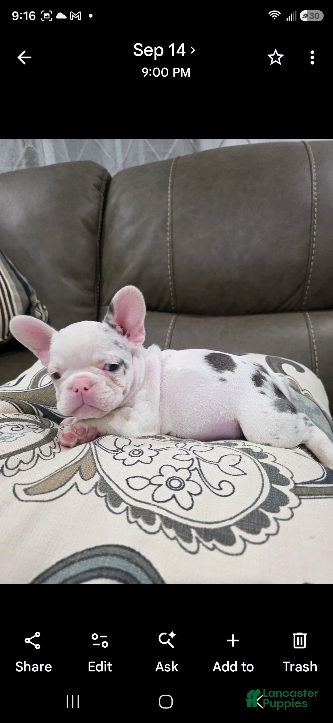 French Bulldog dogs for sale: Silver - Ad 3