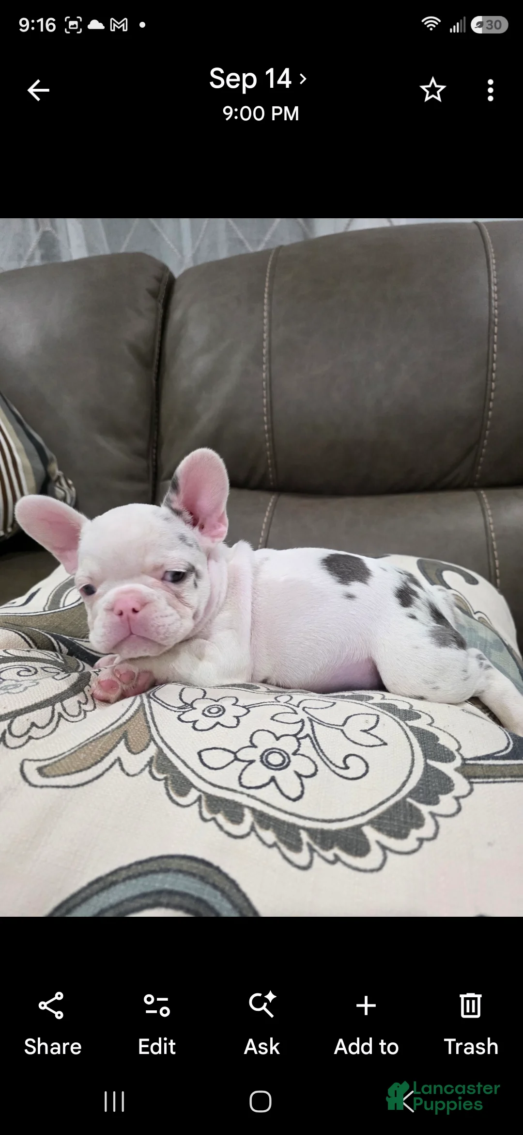 French Bulldog dogs for sale: Silver - Ad 1