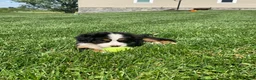 Bernese Mountain Dog dogs for sale: Elvis - Ad 11