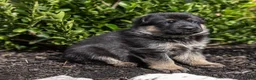 German Shepherd dogs for sale: Rover  - Ad 3