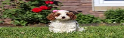 Cockapoo dogs for sale: Ava - Ad 4