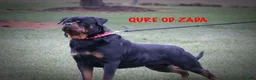 Rottweiler dogs for sale: Zarko w LONG TAIL  - Ad 6