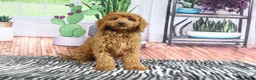Mini Goldendoodle dogs for sale: April - Ad 4