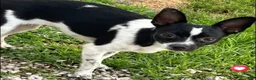 Chihuahua dogs for sale: Mellie - Ad 5