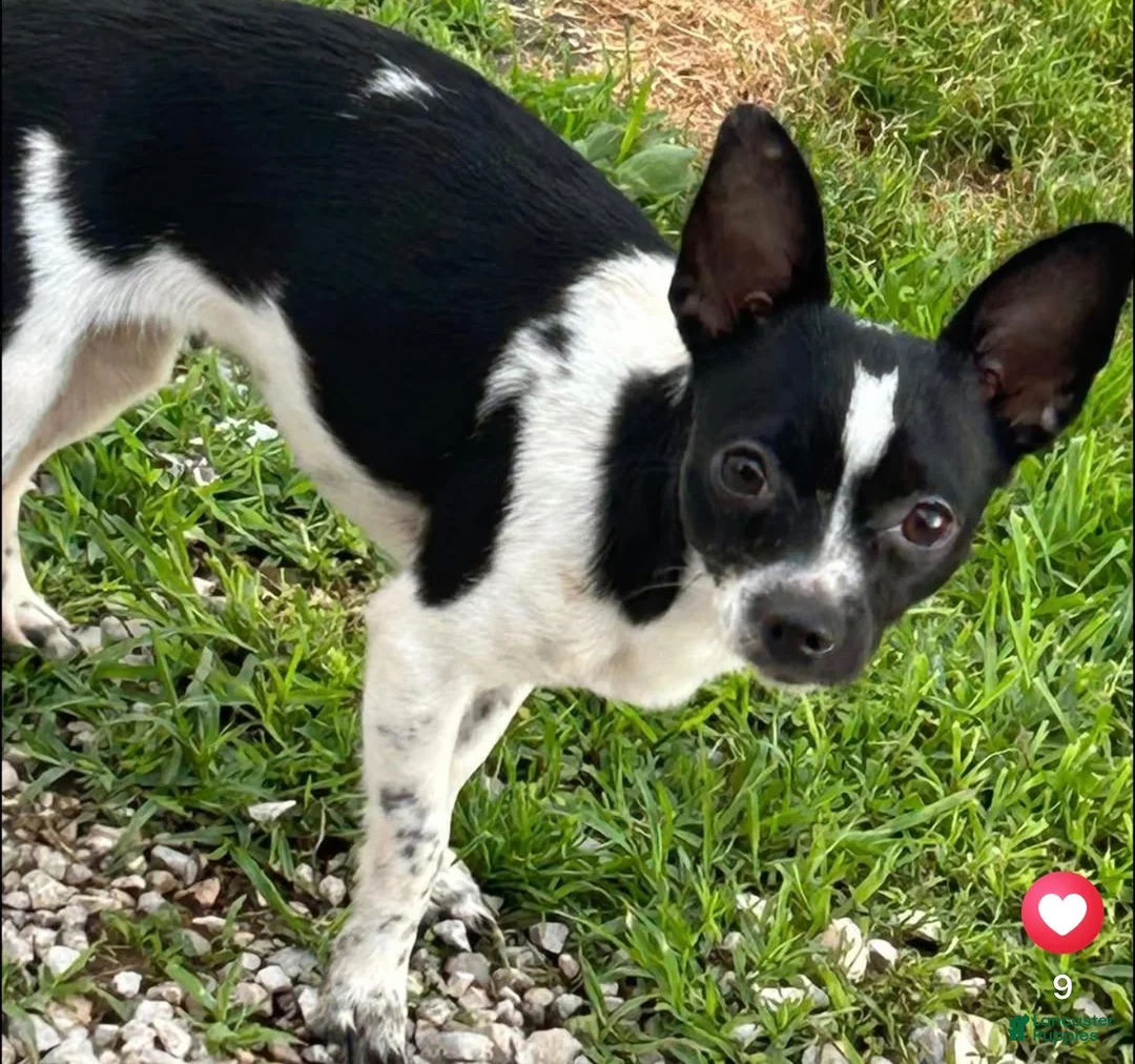 Chihuahua dogs for sale: Mellie - Ad 5