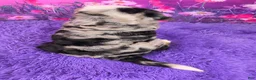 Mini Bernedoodle dogs for sale: Baylee - Ad 4