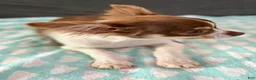 Chihuahua dogs for sale: Maple  - Ad 4