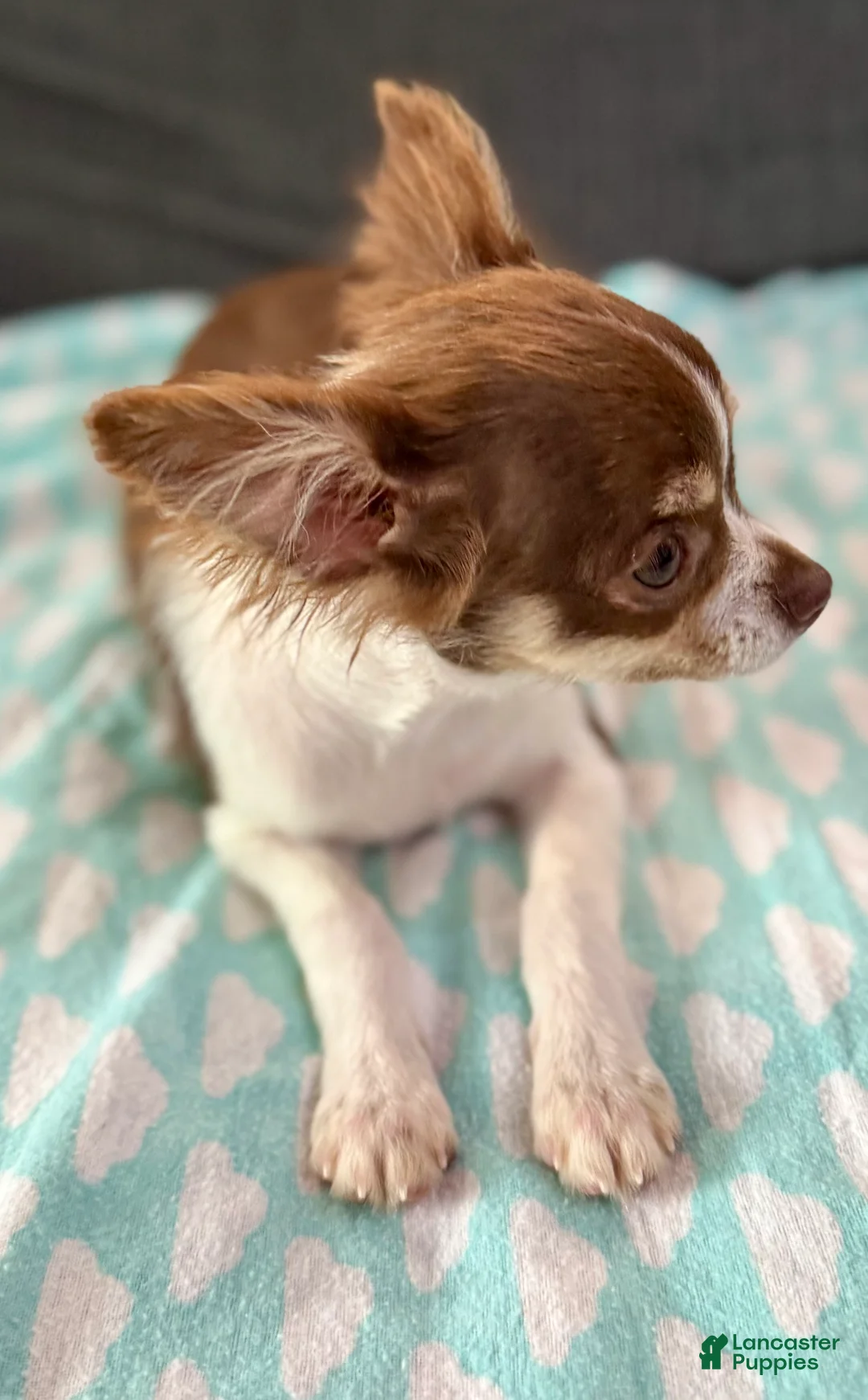 Chihuahua dogs for sale: Maple  - Ad 4