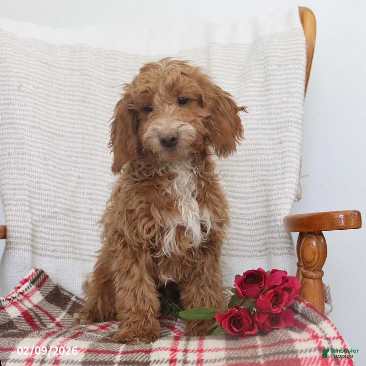 Cockapoo dogs Carter - Ad 37
