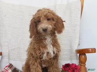 Cockapoo dogs Carter - Ad 37