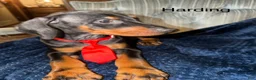 Doberman Pinscher dogs for sale: Doberman Pinscher 8 - Ad 9