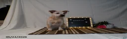 Australian Cattle Dog dogs for sale: Maverick - Ad 7
