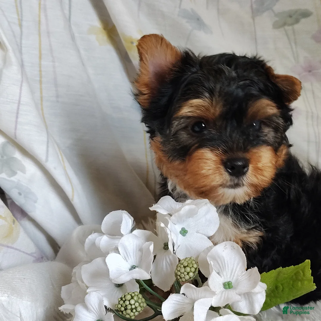 Yorkshire Terrier dogs for sale: Freddiola - Ad 1