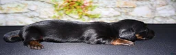 Miniature Dachshund dogs for sale: Miniature Dachshund Puppy 2 - Ad 5