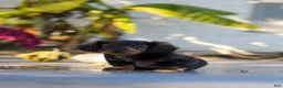 Miniature Dachshund dogs for sale: Frank - Ad 17