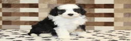 Mini Bernedoodle dogs for sale: Kylie - Ad 1