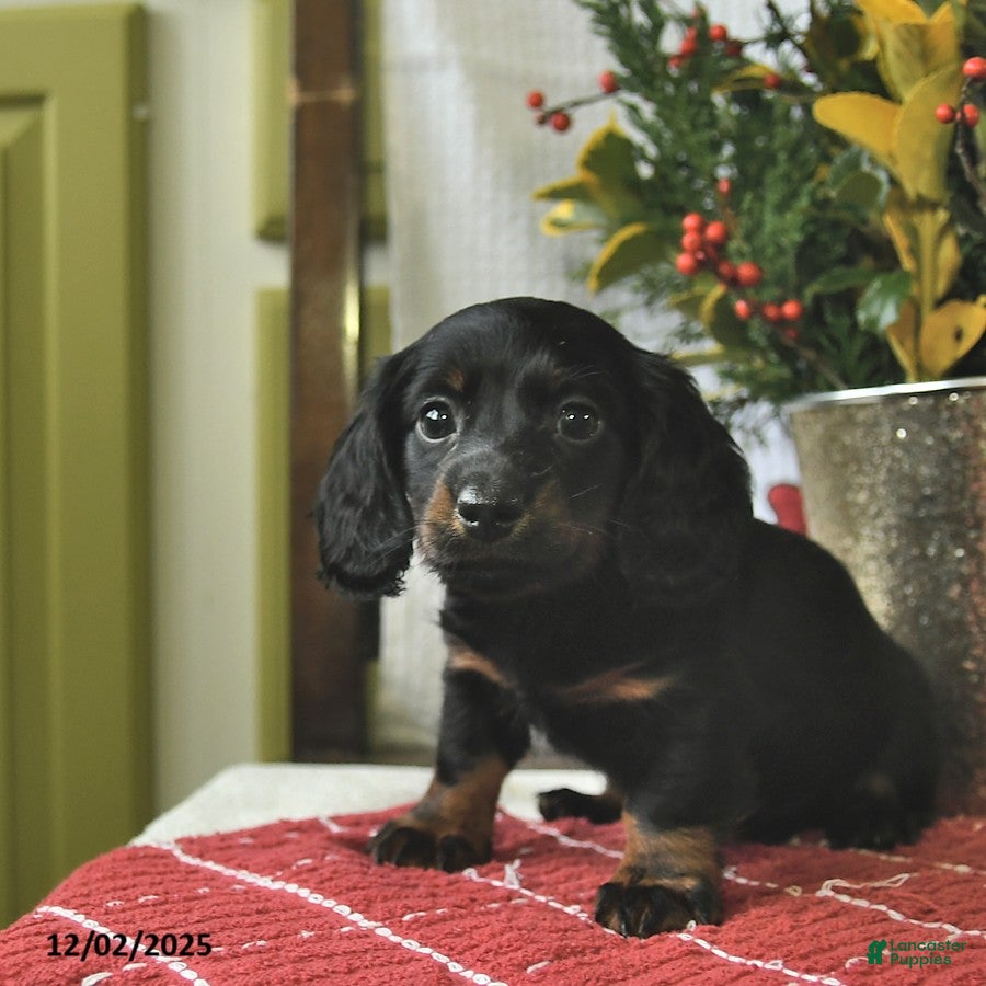 Miniature Dachshund dogs Cocoa  - Ad 41